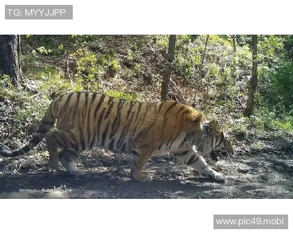 [2026年02月07日]深度解析：马克西狂飙29分率76人豪取四连胜，哈登离队疑云如何影响快船前景